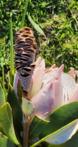Photo of the Day: Banksia Pod